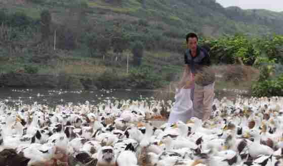 夏季养鸭的防热降温措施详解